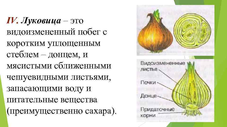 IV. Луковица – это видоизмененный побег с коротким уплощенным стеблем – донцем, и мясистыми