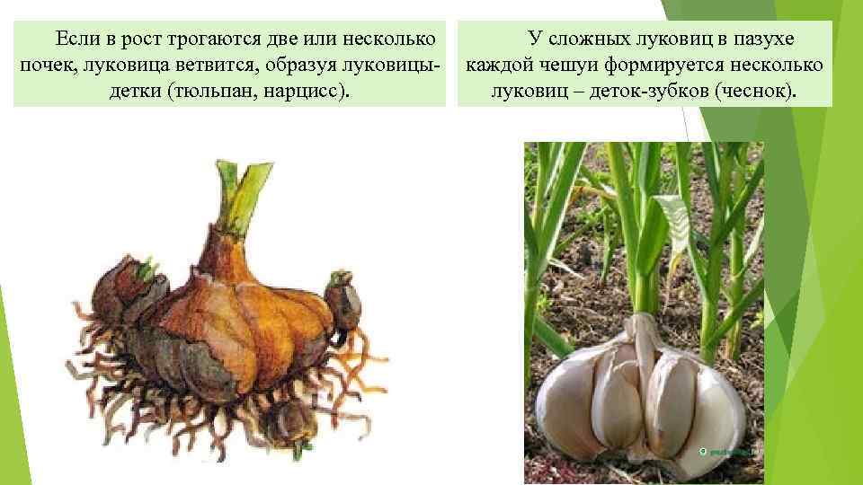 Если в рост трогаются две или несколько почек, луковица ветвится, образуя луковицыдетки (тюльпан, нарцисс).