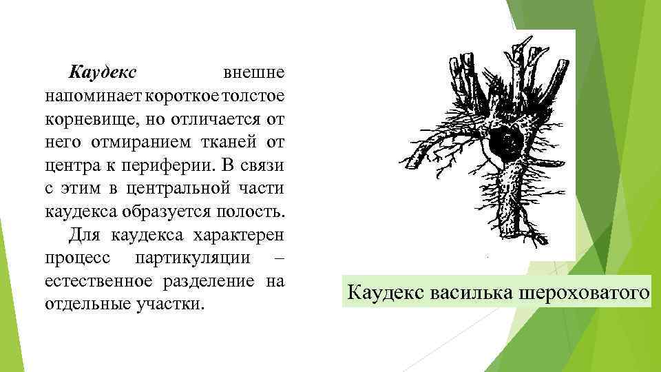 Каудекс внешне напоминает короткое толстое корневище, но отличается от него отмиранием тканей от центра