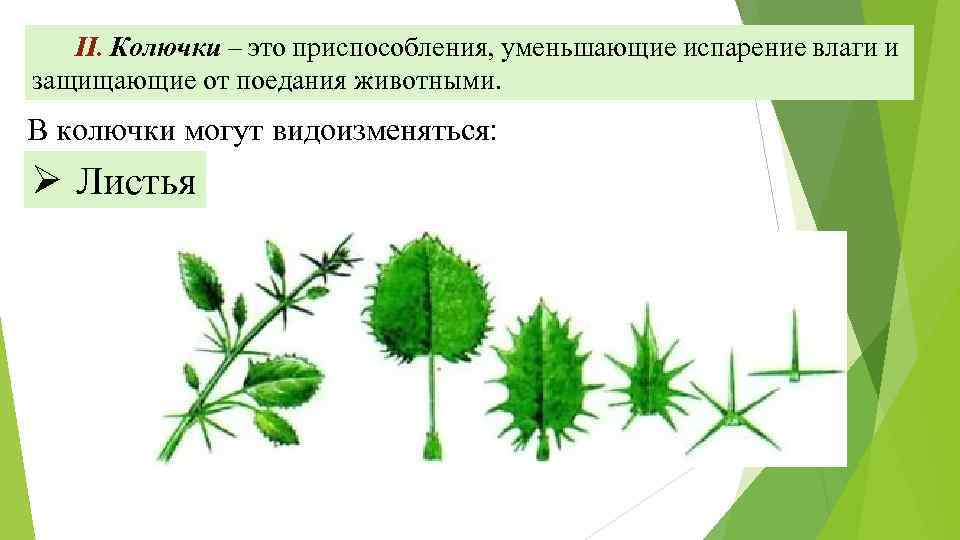 II. Колючки – это приспособления, уменьшающие испарение влаги и защищающие от поедания животными. В