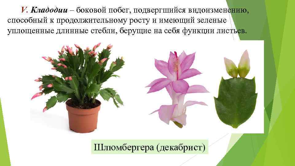 V. Кладодии – боковой побег, подвергшийся видоизменению, способный к продолжительному росту и имеющий зеленые