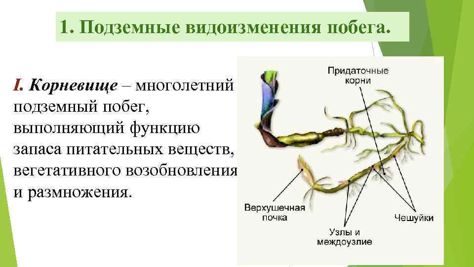 1. Подземные видоизменения побега. I. Корневище – многолетний подземный побег, выполняющий функцию запаса питательных