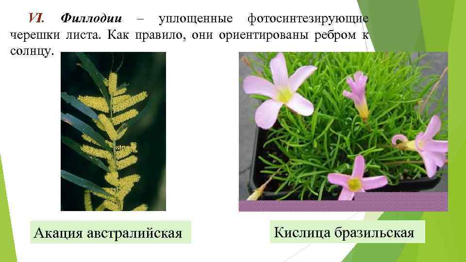 VI. Филлодии – уплощенные фотосинтезирующие черешки листа. Как правило, они ориентированы ребром к солнцу.