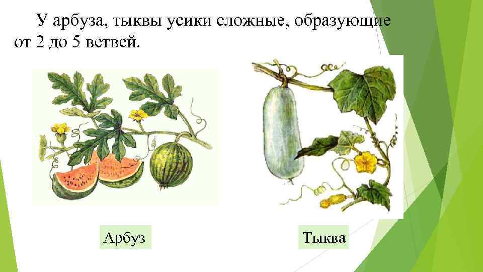 У арбуза, тыквы усики сложные, образующие от 2 до 5 ветвей. Арбуз Тыква 