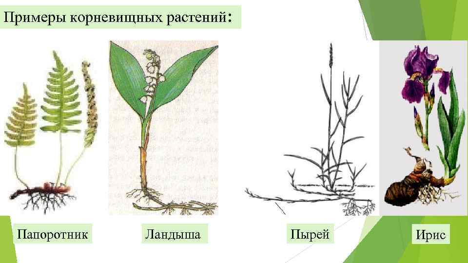 Примеры корневищных растений: Папоротник Ландыша Пырей Ирис 