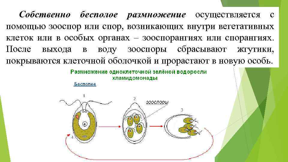 Собственно бесполое размножение осуществляется с помощью зооспор или спор, возникающих внутри вегетативных клеток или