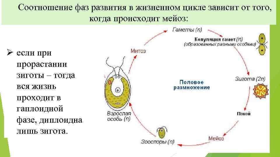 Какие стадии можно выделить в жизненном цикле. Жизненные циклы растений водоросли. Зигота жизненный цикл цикл. Цикл развития растений митоз. Жизненный цикл растений митоз мейоз.