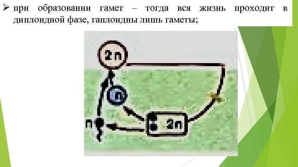 Ø при образовании гамет – тогда вся жизнь проходит в диплоидной фазе, гаплоидны лишь