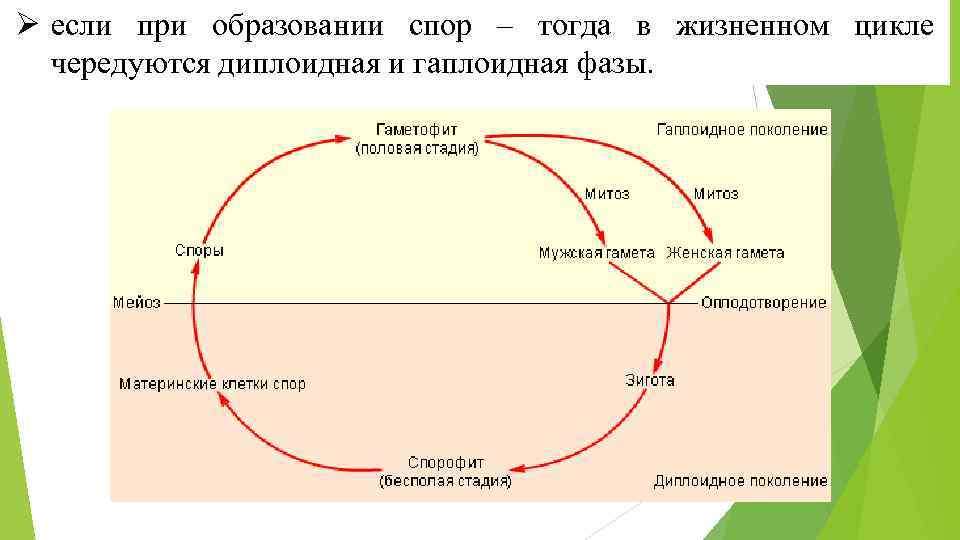 Ø если при образовании спор – тогда в жизненном цикле чередуются диплоидная и гаплоидная