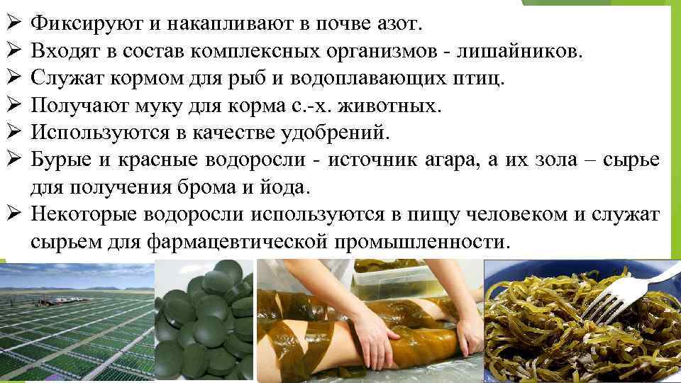 Ø Ø Ø Фиксируют и накапливают в почве азот. Входят в состав комплексных организмов