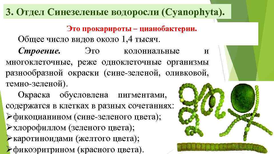 Содержание водорослей. Отдел цианобактерии сине-зеленые водоросли. Синезеленые цианобактерии. Характеристика зеленых водорослей размножение. Отдел сине зеленые водоросли общая характеристика отделы.