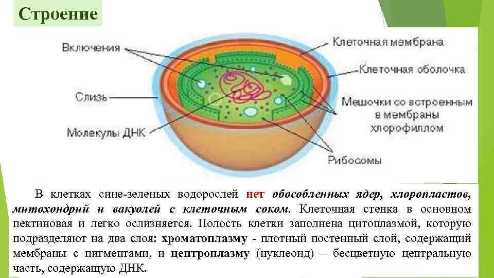 Строение В клетках сине зеленых водорослей нет обособленных ядер, хлоропластов, митохондрий и вакуолей с