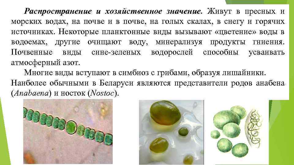 Распространение и хозяйственное значение. Живут в пресных и морских водах, на почве и в