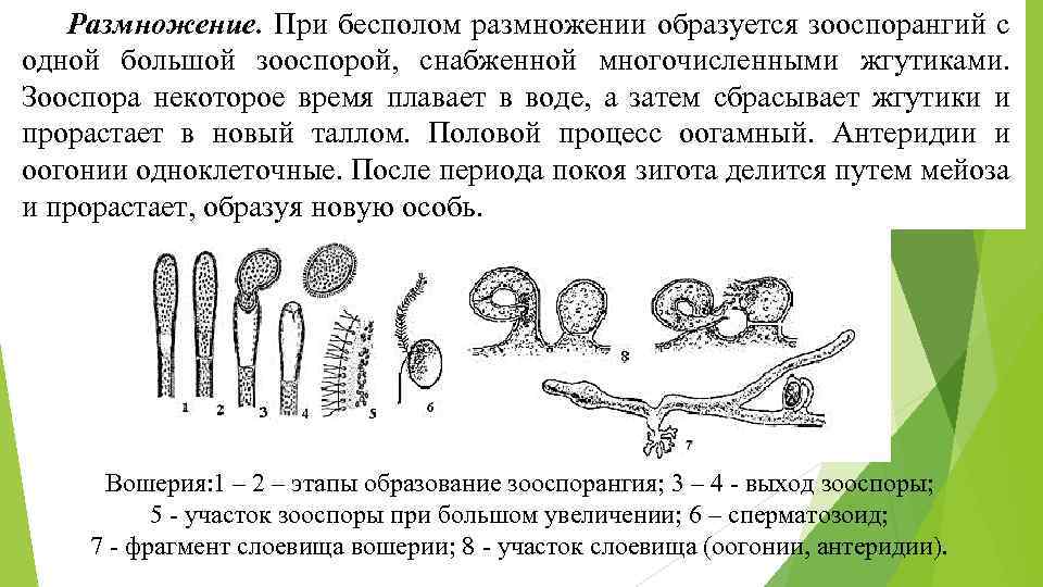 Размножение. При бесполом размножении образуется зооспорангий с одной большой зооспорой, снабженной многочисленными жгутиками. Зооспора
