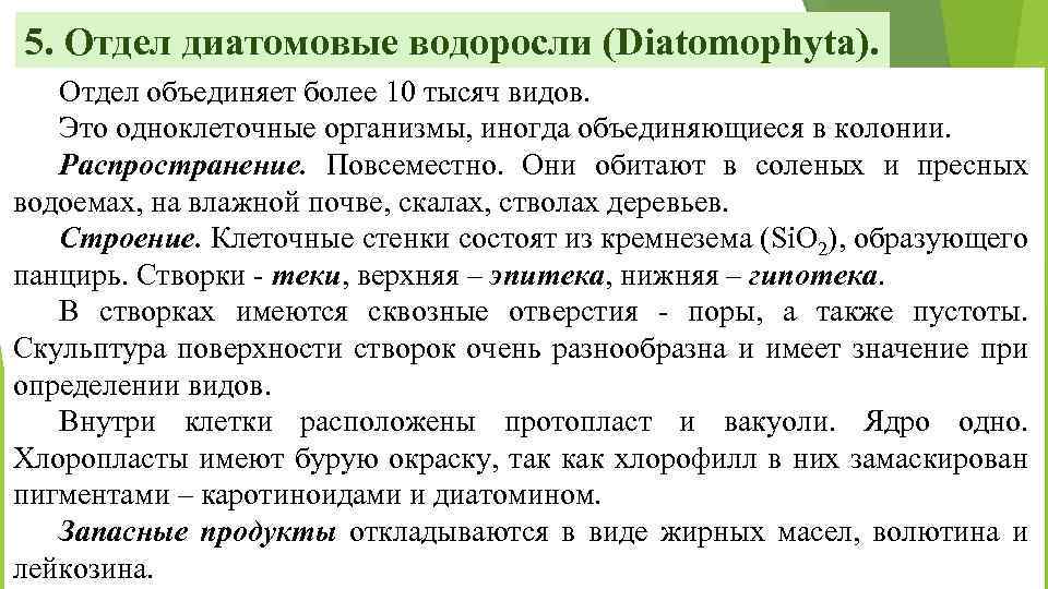 5. Отдел диатомовые водоросли (Diatomophyta). Отдел объединяет более 10 тысяч видов. Это одноклеточные организмы,