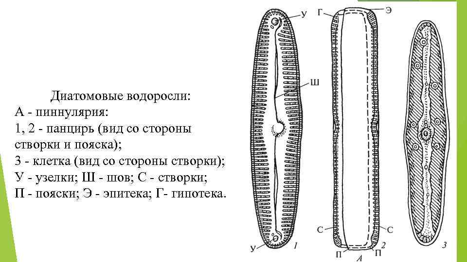Диатомовые водоросли: А пиннулярия: 1, 2 панцирь (вид со стороны створки и пояска); 3