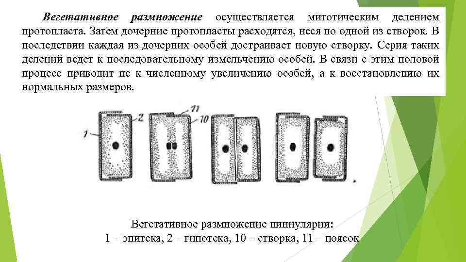 Вегетативное размножение осуществляется митотическим делением протопласта. Затем дочерние протопласты расходятся, неся по одной из