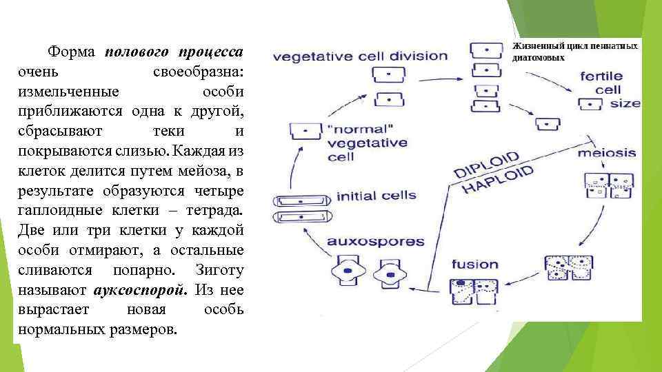 Форма полового процесса очень своеобразна: измельченные особи приближаются одна к другой, сбрасывают теки и
