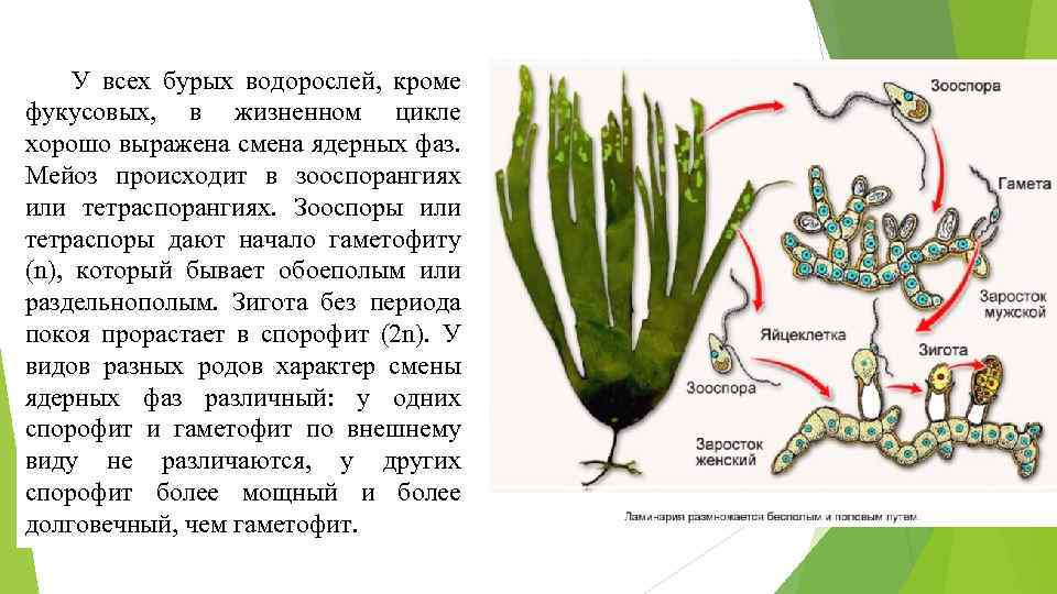 Какой спорофит у водорослей. Бурая водоросль ламинария жизненный цикл. Жизненный цикл водорослей схема ламинария. Размножение бурых водорослей схема. Цикл развития фукуса и ламинарии.