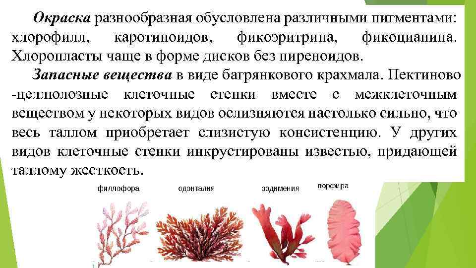 Значение растений водорослей. Строение красных водорослей. Строение бурых и красных водорослей. Классификация красных водорослей. Отдел бурые водоросли и отдел красные водоросли.