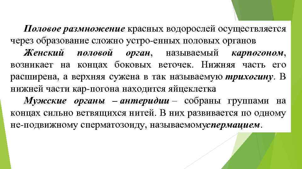Половое размножение красных водорослей осуществляется через образование сложно устро енных половых органов. Женский половой