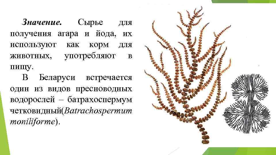Значение. Сырье для получения агара и йода, их используют как корм для животных, употребляют