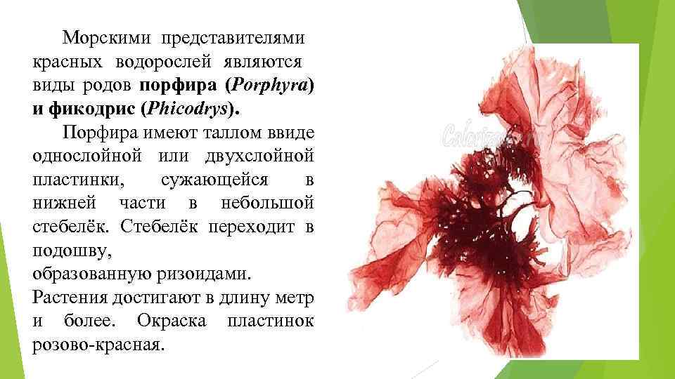 Морскими представителями красных водорослей являются виды родов порфира (Porphyra) и фикодрис (Phicodrys). Порфира имеют
