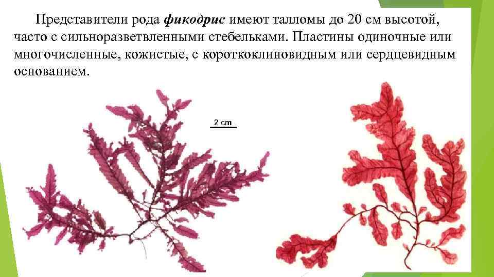 Представители рода фикодрис имеют талломы до 20 см высотой, часто с сильноразветвленными стебельками. Пластины