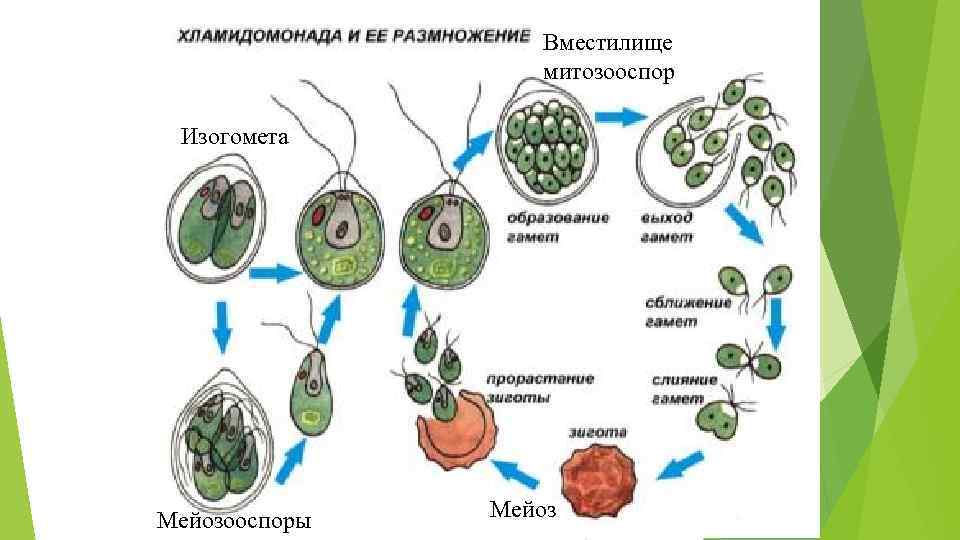 Вместилище митозооспор Изогомета Мейозооспоры Мейоз 