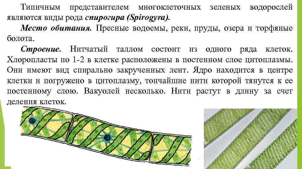 Спирогира водоросль рисунок