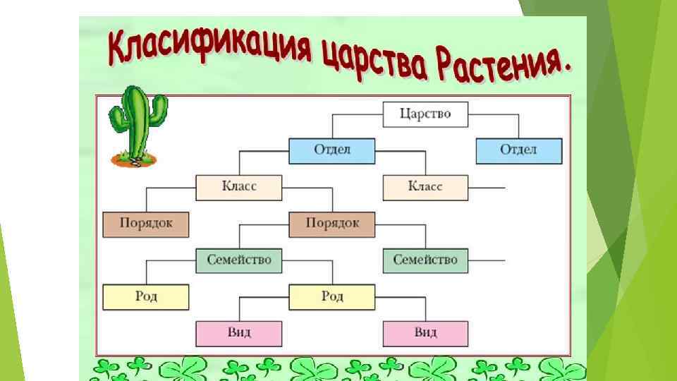 Схема классификации растений