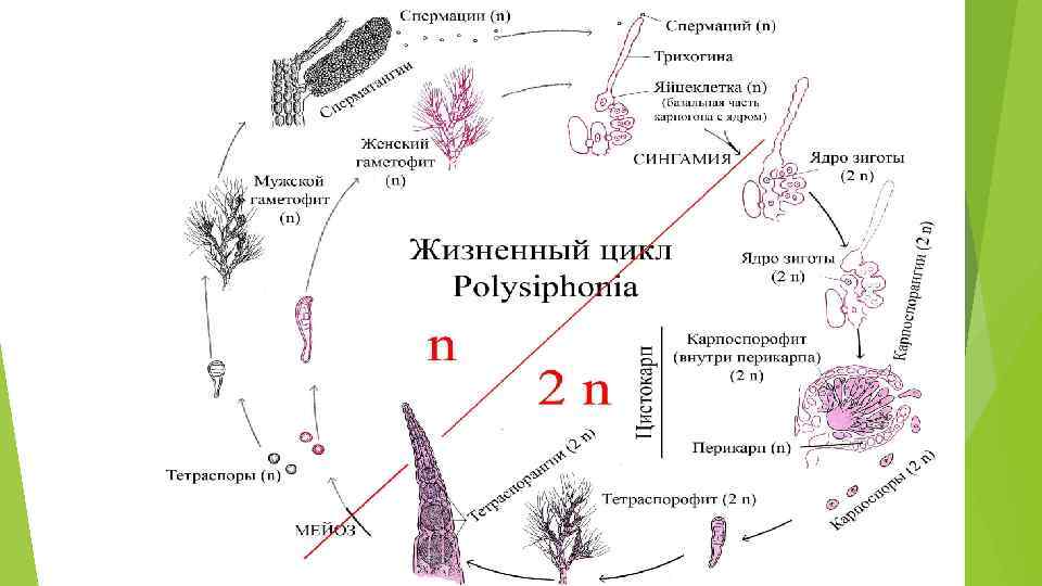 Классификация водорослей схема