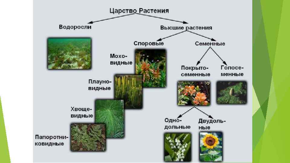 Классификация водорослей схема