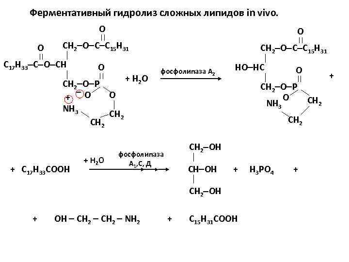 Гидролиз жира схема