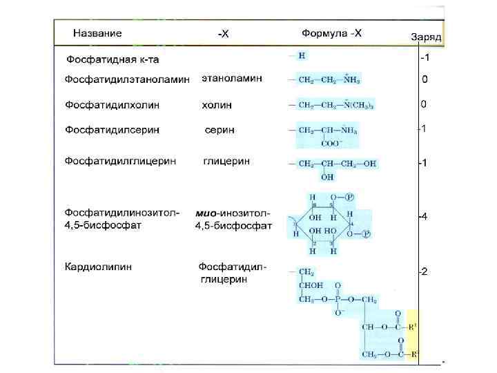 Глицерофосфолипиды 