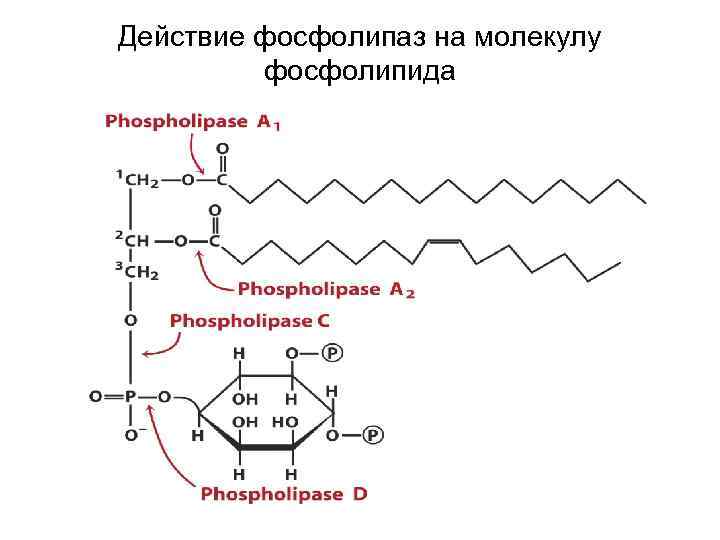 Фосфолипаза а2 норма. Лецитин фосфолипаза а1. Фосфолипаза с механизм действия. Фосфолипид и фосфолипаза а2.