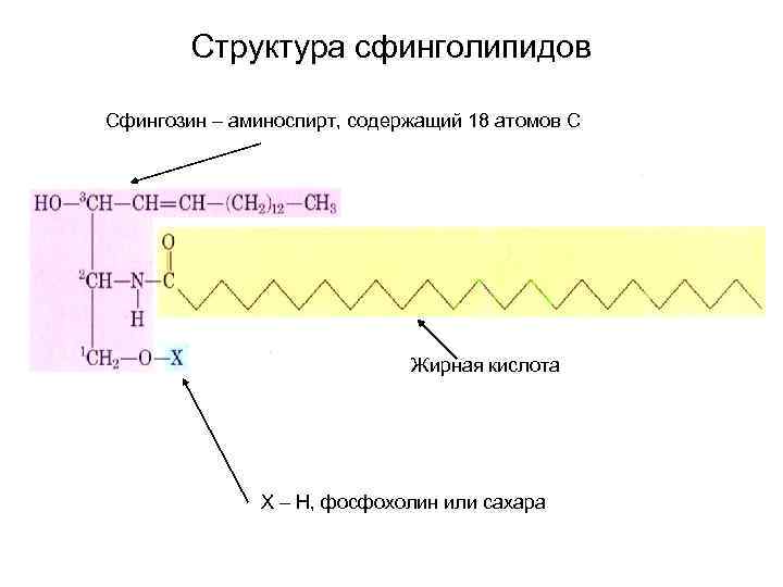 Структура сфинголипидов Сфингозин – аминоспирт, содержащий 18 атомов С Жирная кислота Х – Н,