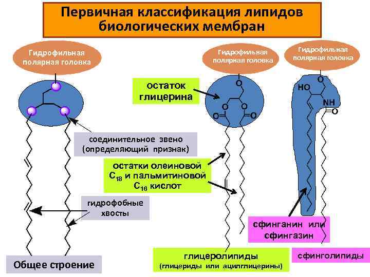 Первичная классификация липидов биологических мембран Гидрофильная полярная головка остаток глицерина соединительное звено (определяющий признак)