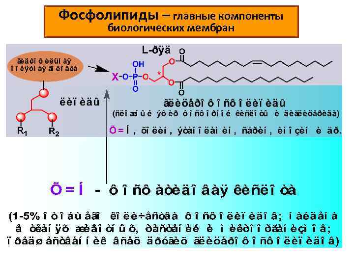 Фосфолипиды – главные компоненты биологических мембран 