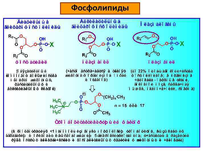 Фосфолипиды 