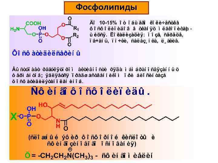 Фосфолипиды 