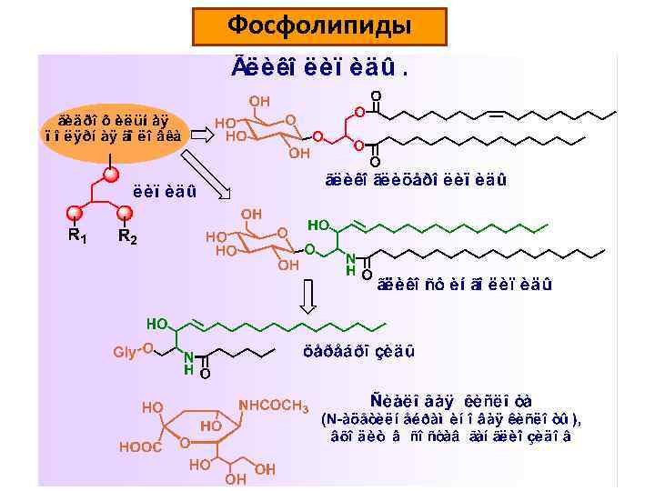Фосфолипиды 