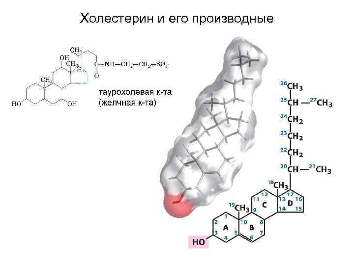 Холестерин и его производные 