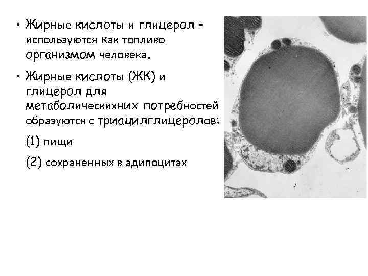  • Жирные кислоты и глицерол – используются как топливо организмом человека. • Жирные