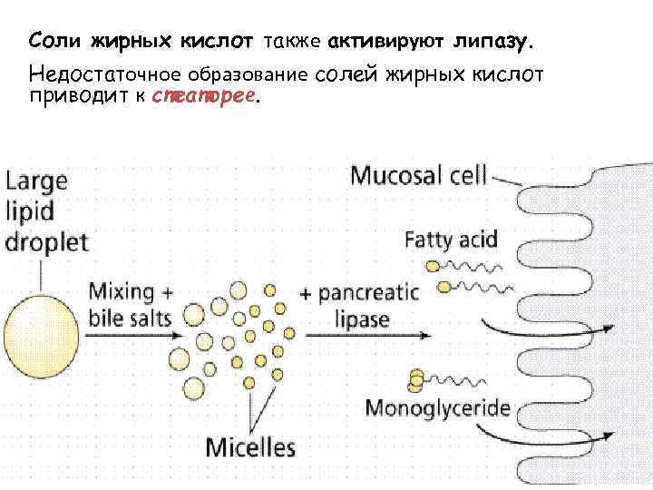 Соли жирных кислот также активируют липазу. Недостаточное образование солей жирных кислот приводит к стеаторее.