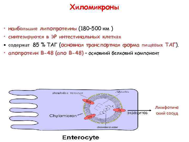 Хиломикроны • наибольшие липопротеины (180 -500 нм ) • синтезируются в ЭР интестинальных клетках