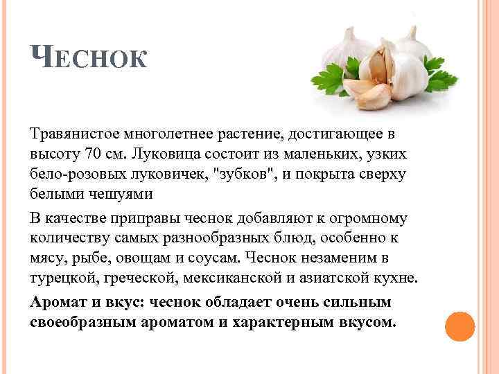 ЧЕСНОК Травянистое многолетнее растение, достигающее в высоту 70 см. Луковица состоит из маленьких, узких