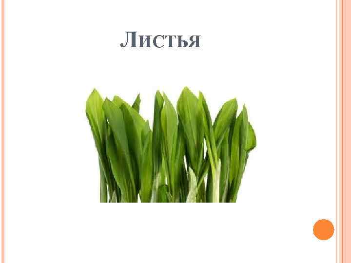 ЛИСТЬЯ 