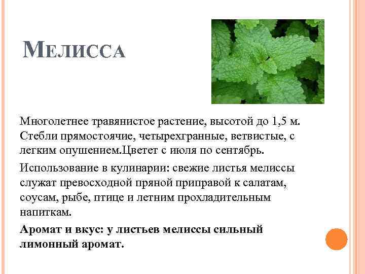 МЕЛИССА Многолетнее травянистое растение, высотой до 1, 5 м. Стебли прямостоячие, четырехгранные, ветвистые, с