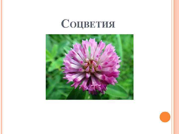 СОЦВЕТИЯ 